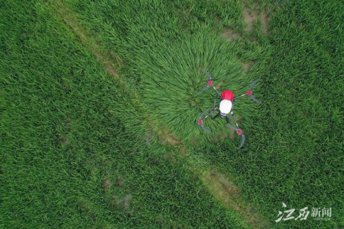 万年县无人机喷药，确保丰产丰收