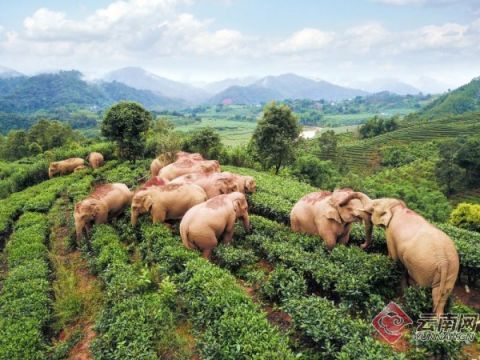 专家：亚洲象群有北迁趋势！前线警力渣土车无人机已展开布防