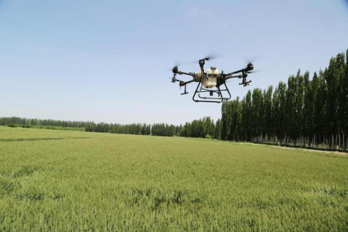 通过无人机打药 库车54万亩小麦长势良好丰收在望