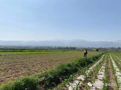 杏园农产品合作社引进无人机植保