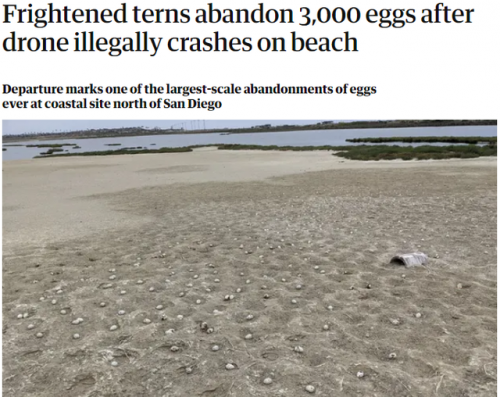 美国无人机坠毁海滩 燕鸥受惊丢下3000枚鸟蛋飞走（图）