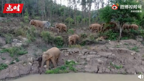 云南北迁象群一头公象离群1.5公里，网友调侃：无人机懵了，还得兵分两路