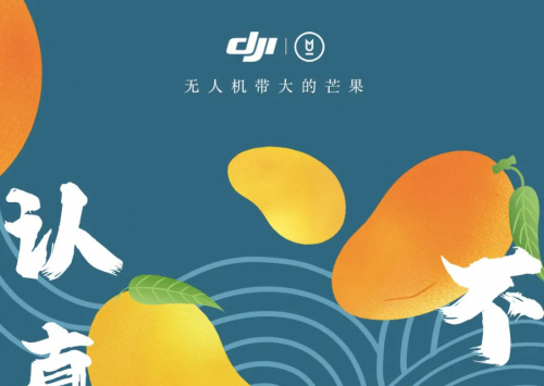 无人机带大的芒果，是什么味道？