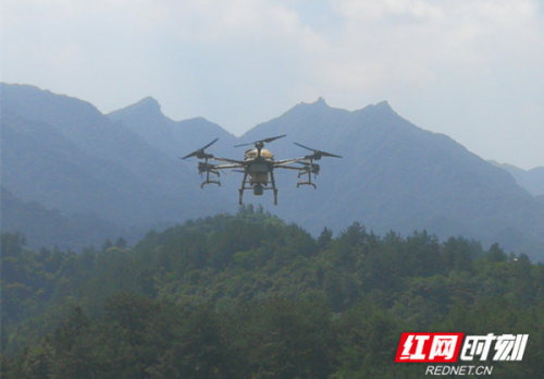 慈利县：无人机成了森林健康的好卫士