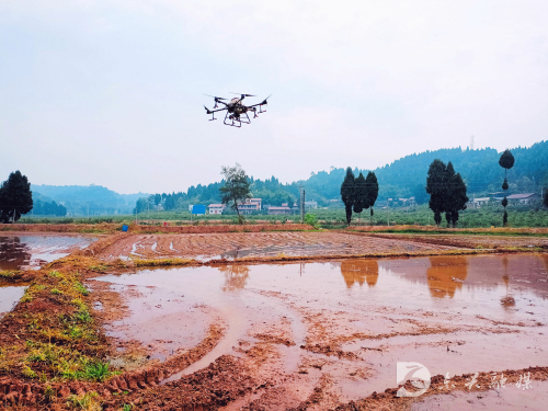 四川省内江市东兴区：无人机直播水稻来了