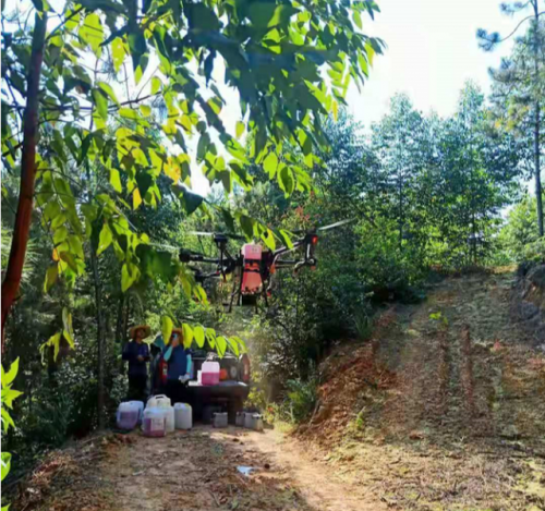 江尾镇利用无人机持续开展“地毯式”灭桉行动