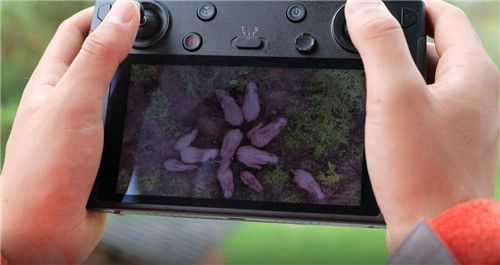 无人机在两三百米高空观察守护 北迁象群“网红照”这样拍的