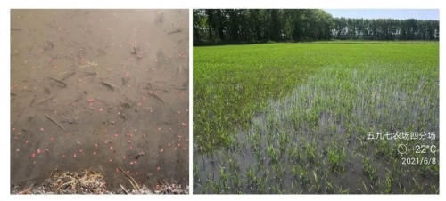 水稻直播，极飞 P80 农业无人机效果如何？