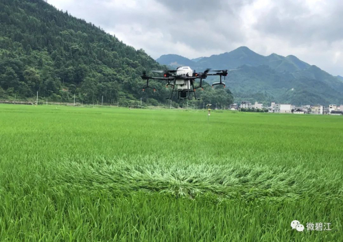 碧江：植保无人机统防统治 助力粮食增收
