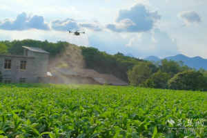 湖北建始：无人机飞防 护航烟叶生产