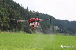 无人机喷洒农药 科技助力水稻丰产