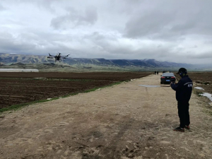 T30无人机 照料的 “极地萝卜”，走出高原，走向餐桌