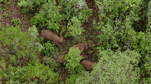 云南象群继续向西南移动 降雨浓雾叠加空中地面结合监测