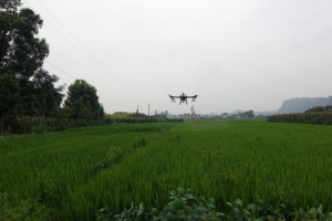省事省力还免费！无人机助力稻田施药，乐山村民直呼“巴适”！