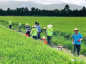 想不到吧！福鼎农户用上了无人机……