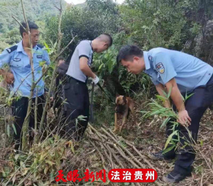 【政法队伍教育整顿进行时】警犬+无人机，就为找回群众丢失的3头耕牛 