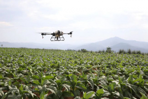 卢氏：无人机飞进了烟农“心田”