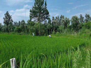 厉害了！无人机飞进稻田里撒药