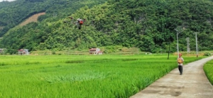 八腊瑶族乡：无人机施肥，好！