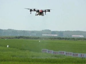 肇源县无人机全程监防绿色水稻长势