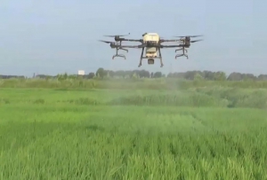 巴彦40万亩水稻孕穗，无人机升空守护