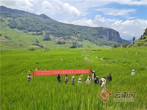 云南元阳：无人机助力水稻中耕管理提速增效