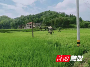 滩头镇开展无人机水稻叶面阻控剂喷施作业