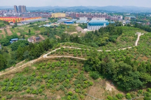 无人机上阵！一万多棵果树 施肥打药只要半天