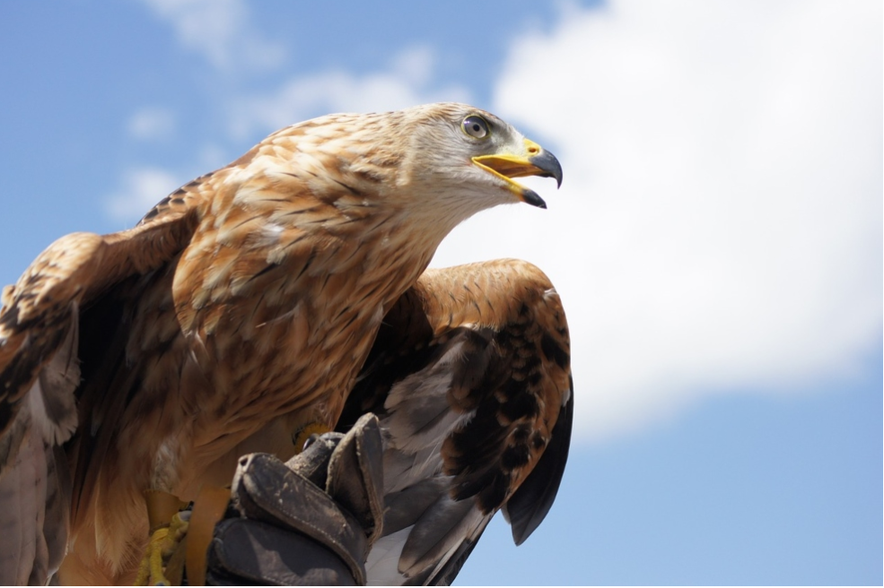 非营利组织Hawkwatch利用无人机保护濒临灭绝的金雕