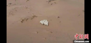 巴丹吉林沙漠深处 警用无人机找回35只牲畜