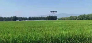 海淀千余亩京西稻田首次用无人机释放害虫天敌