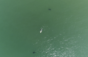 研究发现无人机正在改变人类对鲨鱼的看法