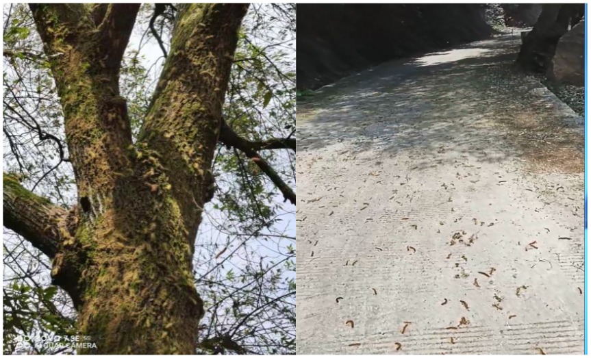 湖南醴陵：无人机飞防毛毛虫