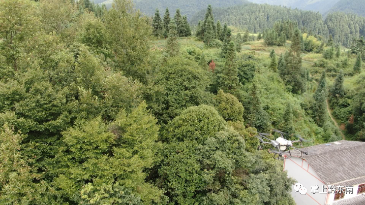 无人机还可以用来为树治病，你知道吗?