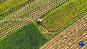 无人机拍摄处暑农忙【图】