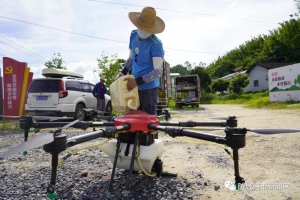 无人机打农药 农民喜笑颜开