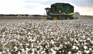 新疆棉花大丰收啦！卫星图直击“机械化”现场