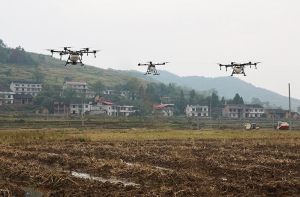 「走入乡村」油菜种植新模式 无人机飞播显身手