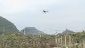 贵州修文：无人机助力猕猴桃冬季防护