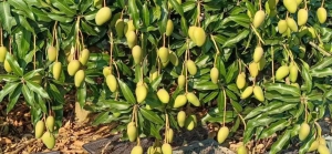 海南 | 极目解锁无人机催花新技能