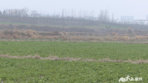 襄州：无人机唱主角 飞防春耕真热闹