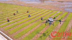 旋耕机整地、无人机施肥，插秧机抛秧……广东春耕中的科技力量