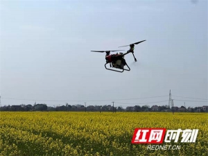 无人机成农业新帮手430多亩地约6小时完成作业
