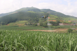 云南 | 效果显著！富宁县甘蔗极目无人机飞防工作通过验收