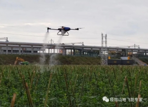 豇豆—如何高效做到蓟马全程防控