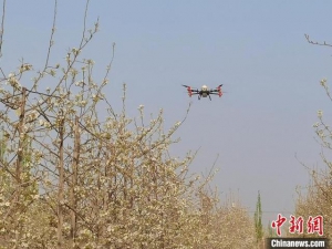 新疆兵团：无人机授粉成趋势“智慧”农业显身手