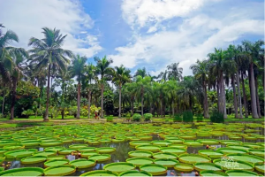 千机秀西双版纳惊艳首飞！空中科技促进文旅融合，赋能乡村振兴！