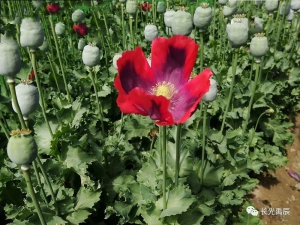 【产品升级】优化用户体验，降低使用门槛——罂粟植株花期无人机辅助巡查解决方案