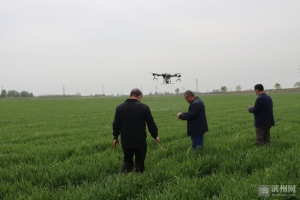 沾化区黄升镇一农场千亩小麦喷药用上无人机