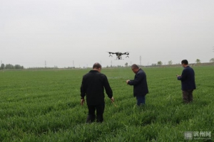 沾化区黄升镇一农场千亩小麦喷药用上无人机